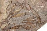 Eocrinoid (Ascocystites) Mortality Plate - Ordovician #305171-1